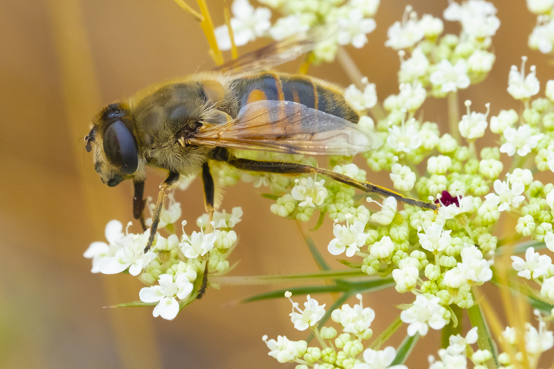 common drone fly introduced in the 1800&#039;s! is a honey bee mimic. Eristalis tenax,Geotagged,Summer,United States,eristales tenax