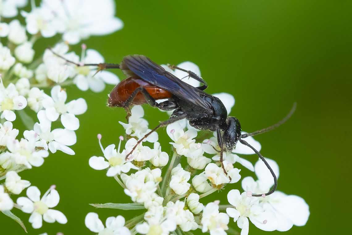 Priocnemis notha occidentis  Geotagged,Priocnemis notha,Summer,United States