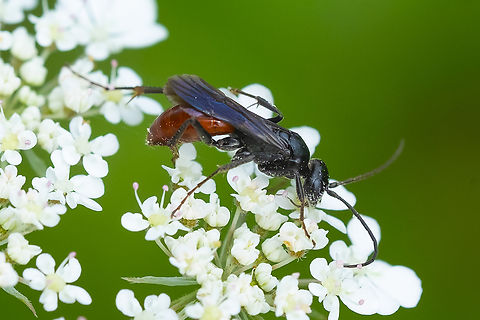 Priocnemis notha occidentis  Geotagged,Priocnemis notha,Summer,United States