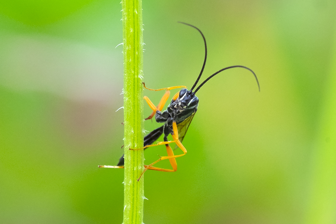 Ichneumon wasp I haven't been able to get further than the tribe Ephialtini Geotagged,Summer,United States