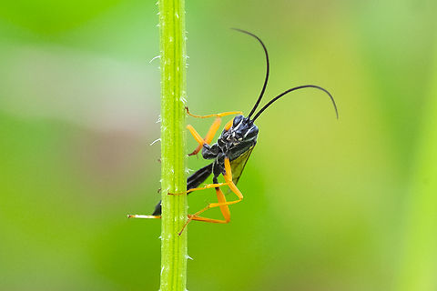 Ichneumon wasp I haven't been able to get further than the tribe Ephialtini Geotagged,Summer,United States