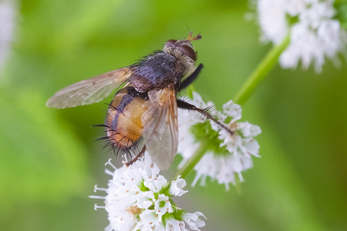 Tachnid fly  Geotagged,Summer,United States