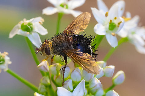 amazingly bristly tachnid fly  Early Tachinid Fly,Epalpus signifer,Geotagged,Summer,United States