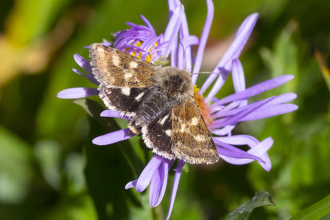 Small Heliothodes  Geotagged,Heliothodes diminutivus,Summer,United States
