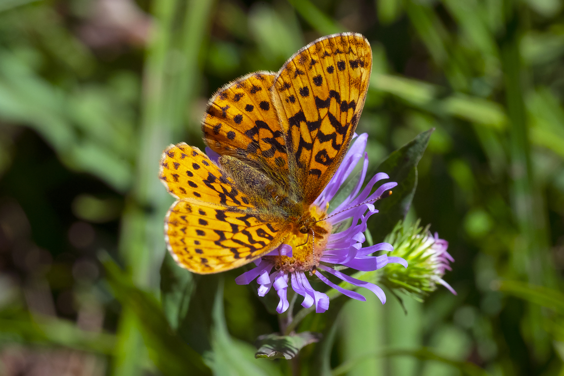 Pacific fritillary  Boloria epithore,Geotagged,Pacific fritillary,Summer,United States