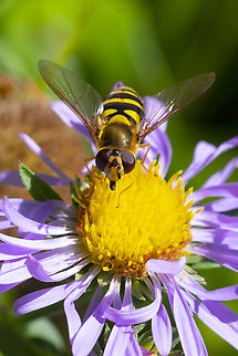 Syrphus ribesii BugGuide confirmed :) Common Flower Fly,Geotagged,Summer,Syrphus ribesii,United States