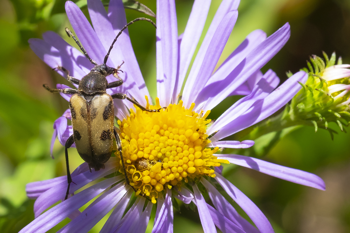 Judolia instabilis  Geotagged,Judolia instabilis,Summer,United States