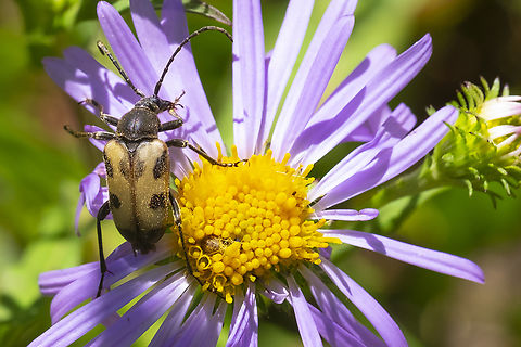 Judolia instabilis  Geotagged,Judolia instabilis,Summer,United States