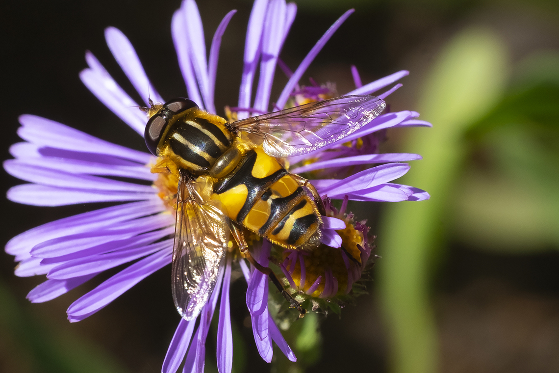 broad-headed marsh fly  Broad-headed Marsh Fly,Geotagged,Helophilus latifrons,Summer,United States