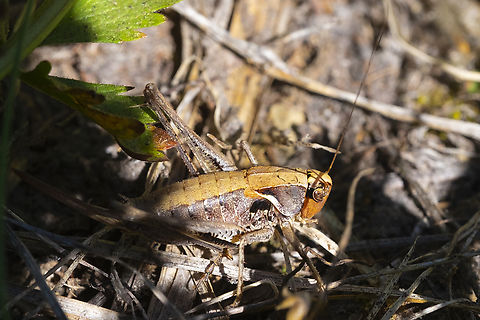 three-lined shield back katydid  Geotagged,Steiroxys trilineata,Summer,United States