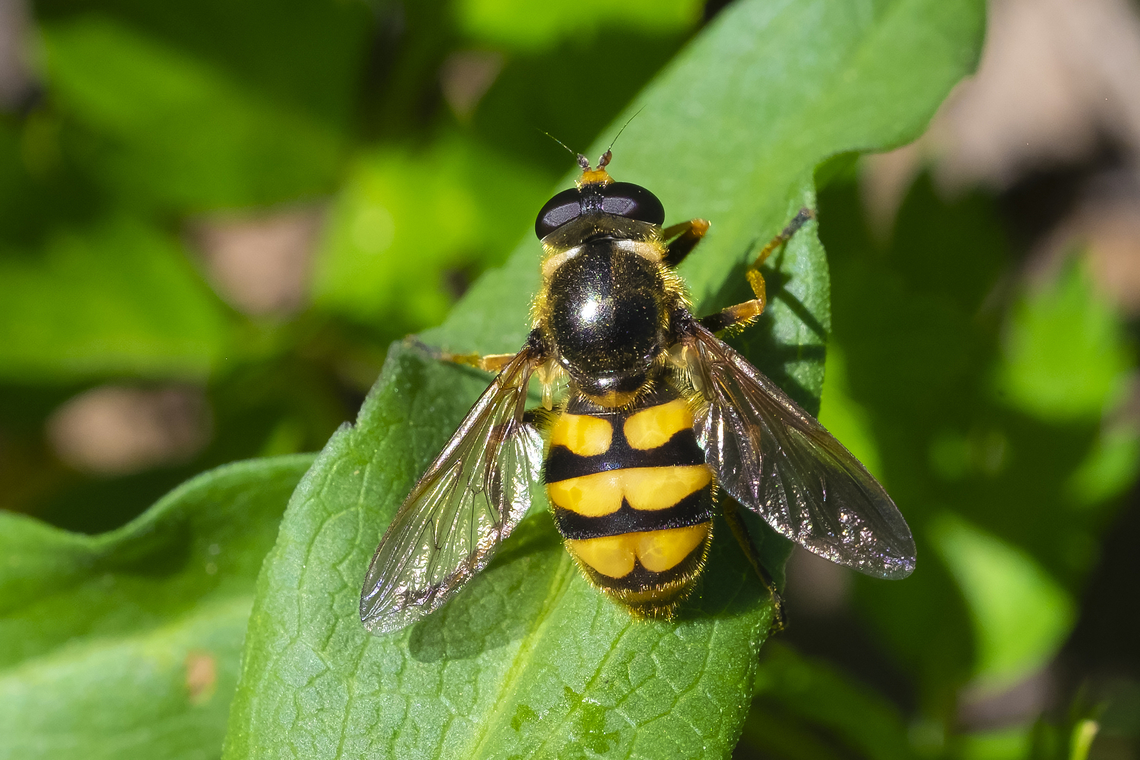 fat syrphid I'm looking into all of theses syrphids.. but I think you could possibly make a career out of visiting one of these alpine meadows and do nothing but catch syrphid flies - I photographed more than the 5 I posted today and they all appear to be subtly (and sometimes unsubtly) different..  Blera scitula,Geotagged,Summer,United States