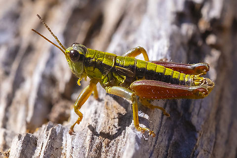 Cascade Timberline Grasshopper  Geotagged,Prumnacris rainierensis,Summer,United States