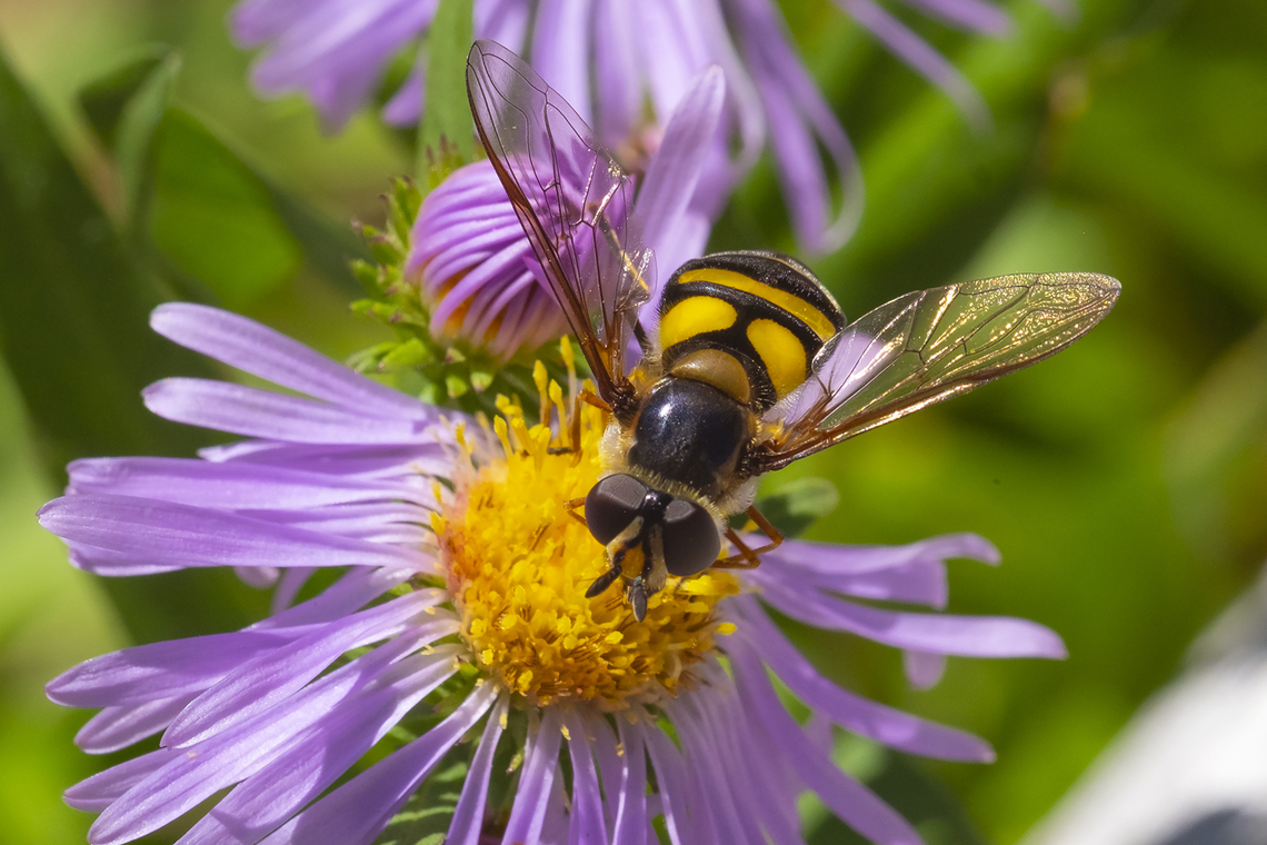 Syrphid fly with one white stripe it's only visible in another shot, but this syrphid has a white stripe as well as the yellow ones.. Didea fuscipes,Geotagged,Summer,United States