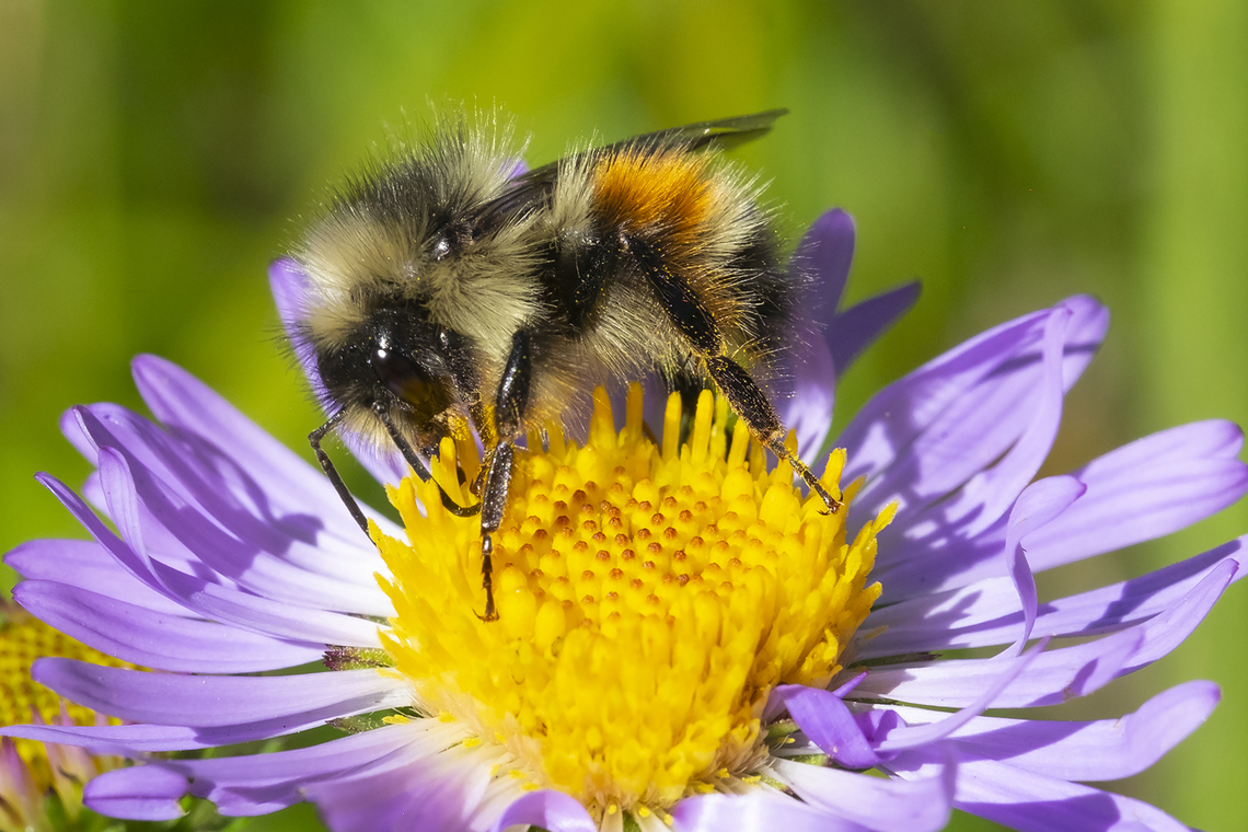 two-form bumblebee  Bombus bifarius,Geotagged,Summer,Two-form bumblebee,United States
