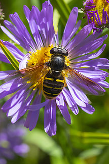 western pond fly  Geotagged,Sericomyia chalcopyga,Summer,United States,Western Pond Fly