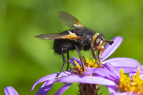 Tachnid fly - Tachina sp. only one of 40 known species identified to species level on BugGuide...  Geotagged,Summer,United States