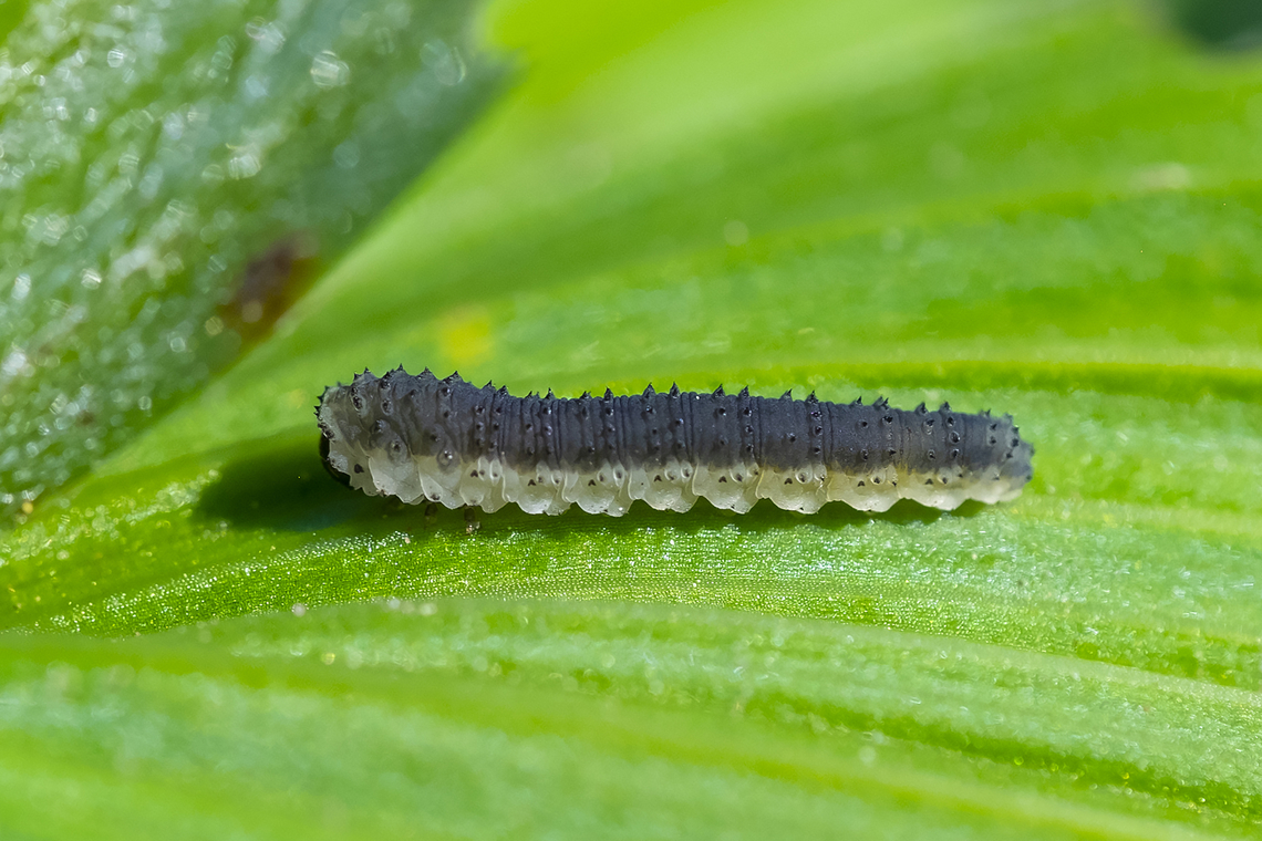 Rhadinoceraea sp. sawfly larvae larvae on corn lily (Veratrum viride) Geotagged,Summer,United States