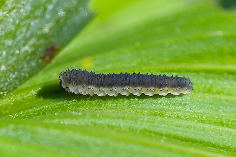 Rhadinoceraea sp. sawfly larvae larvae on corn lily (Veratrum viride) Geotagged,Summer,United States