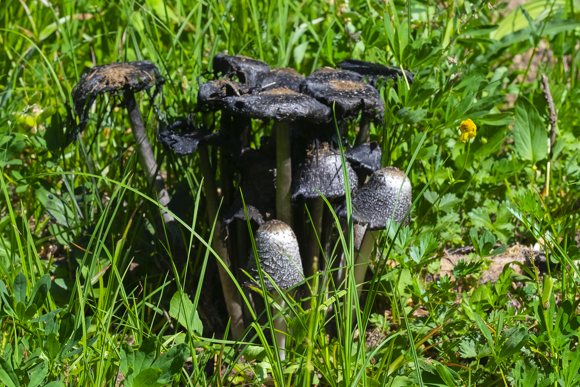 Coprinus colosseus I get the feeling that this is not officially treated as a separate species.. but these were the largest inky caps I've ever seen...  Coprinus comatus,Geotagged,Shaggy ink cap,Summer,United States