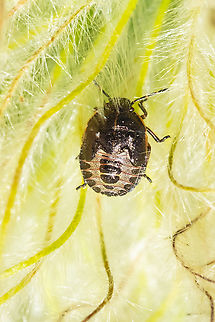 margined stink bug nymph  Geotagged,Holcostethus limbolarius,Summer,United States