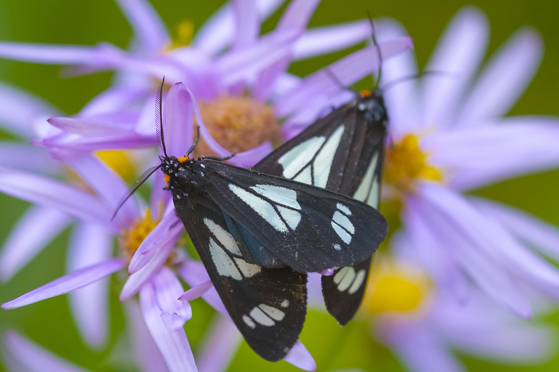 Police car moths  Geotagged,Gnophaela vermiculata,Police-Car Moth,Summer,United States
