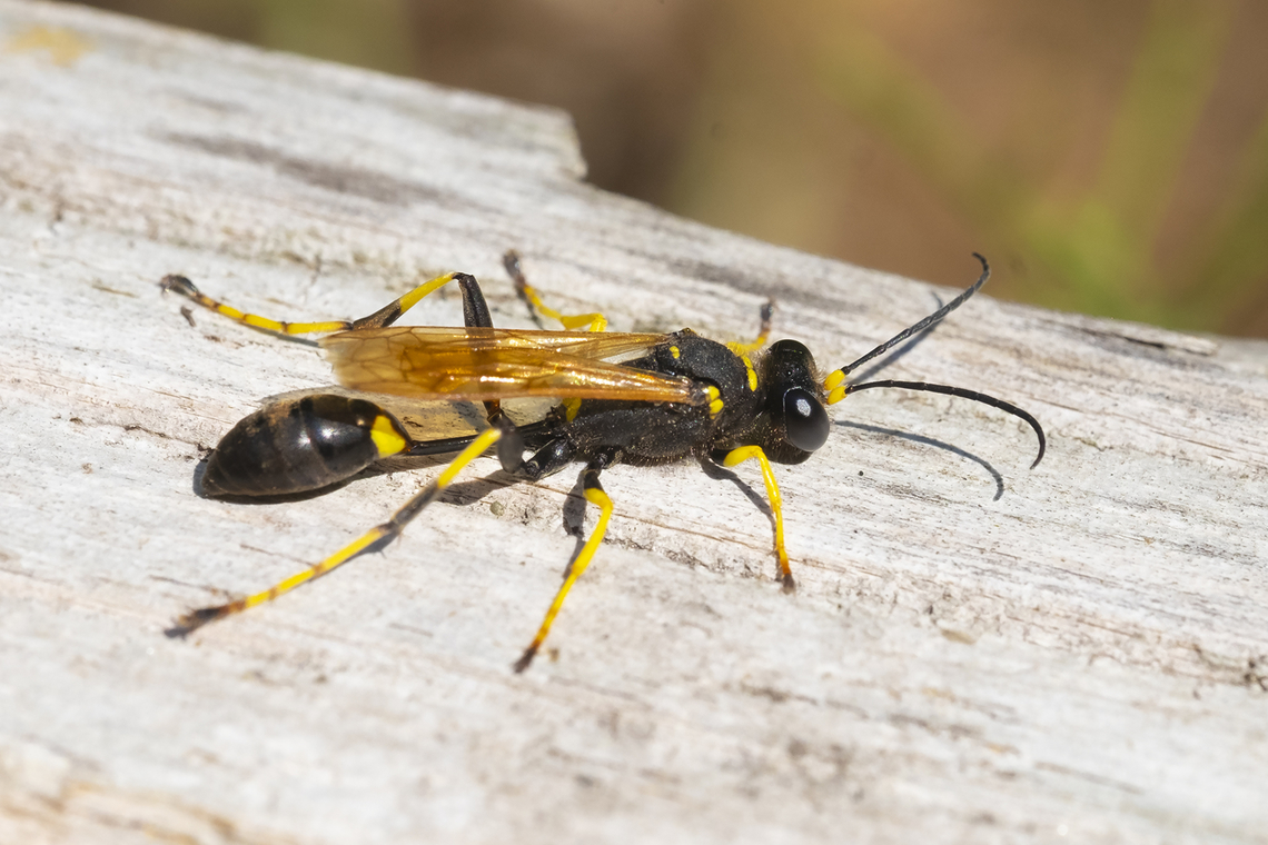 mud dauber wasp  Black and yellow mud dauber,Geotagged,Sceliphron caementarium,Summer,United States