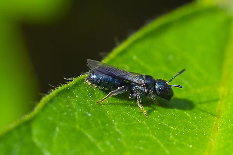 tiny green carpenter bee - Ceratina acantha Narrowed this down to two species via location - only two likely to occur in this particular area and then features - no white spot on the thorax near the wing and a stripe rather than a spot on the front tibia (different photo) Ceratina acantha,Geotagged,Spined Small Carpenter,Summer,United States