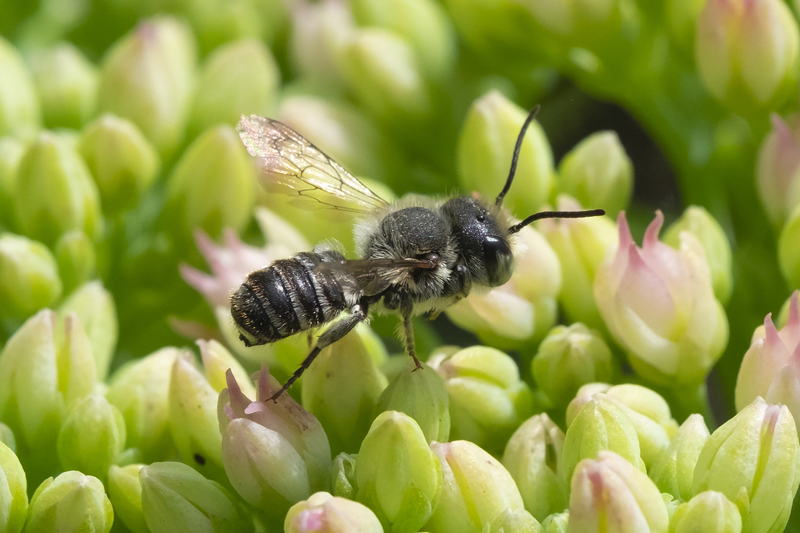 Little black bee I'm not sure if it's bald appearance is a regular feature of this bee, or if it is simply an old bee with much of the hair worn away. Geotagged,Summer,United States