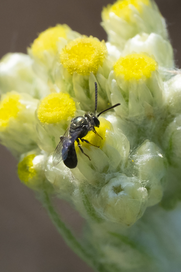 tiny black bee with a hint of green metallic shine  Geotagged,Summer,United States