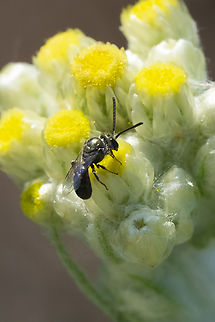 tiny black bee with a hint of green metallic shine  Geotagged,Summer,United States