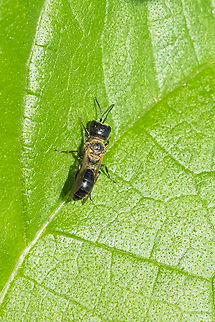tiny black square-headed aphid wasp Pemphredonini Geotagged,Summer,United States