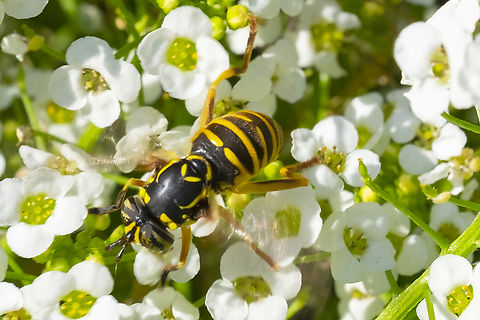 Western hornet fly differentiated from S. interrupta by the smaller gap in the broken bands and the first band that does not widen toward the sides.  Geotagged,Spilomyia citima,Summer,United States