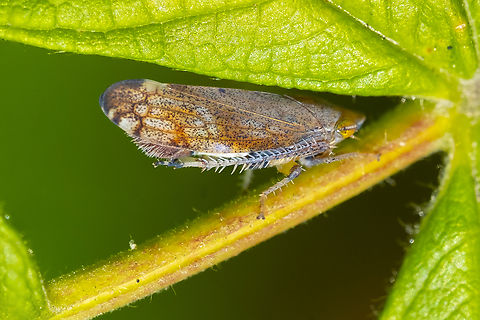 privet leaf hopper  Fieberiella florii,Geotagged,Summer,United States
