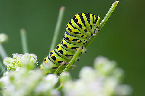 Anise swallowtail caterpillar  Anise Swallowtail,Geotagged,Papilio zelicaon,Summer,United States