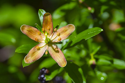 copper brush  Elliottia pyroliflora,Geotagged,Summer,United States