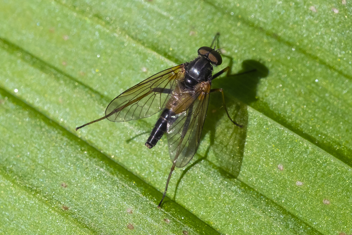 Snipe fly  Geotagged,Summer,United States
