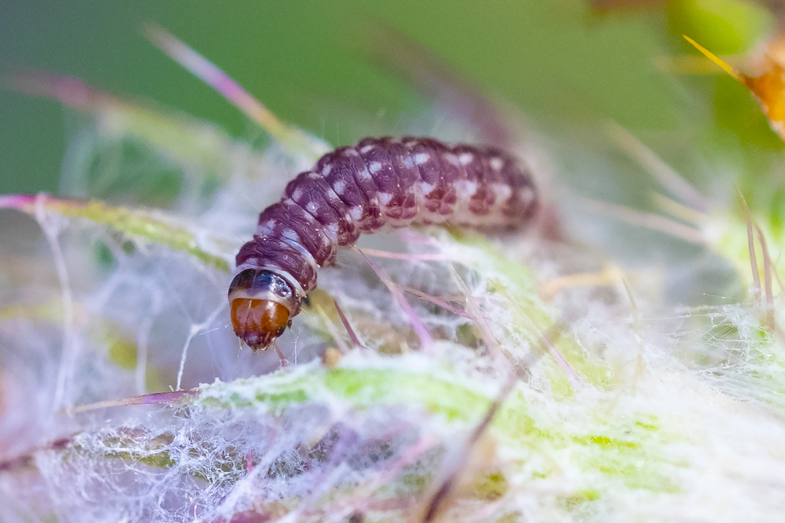 Little red caterpillar  Geotagged,Summer,United States