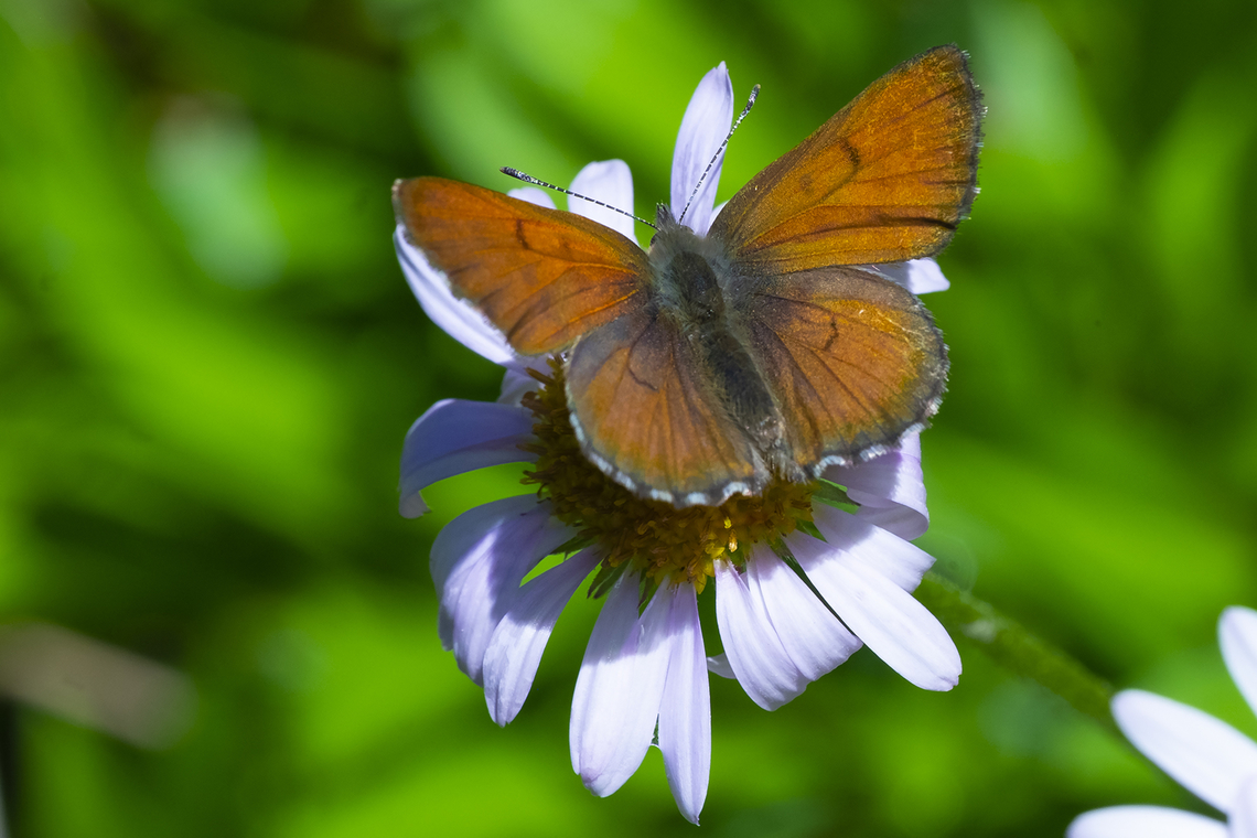 mariposa copper  Geotagged,Lycaena mariposa,Mariposa copper,Summer,United States
