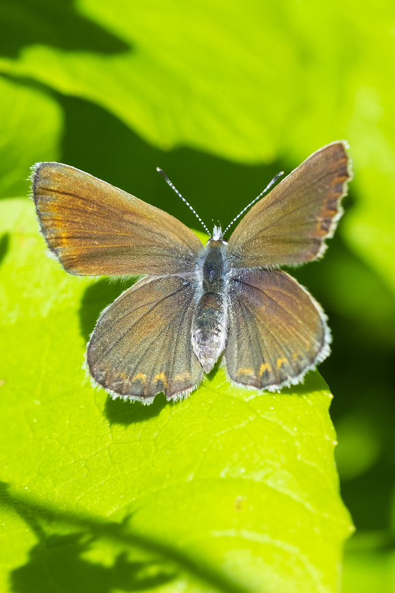 Anna's blue  Anna's Blue,Geotagged,Plebejus anna,Summer,United States