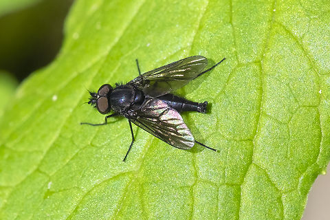 snipe fly  Geotagged,Summer,United States