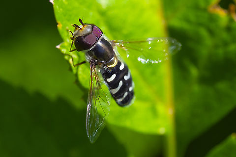 white-bowed smoothwing  Geotagged,Scaeva affinis,Summer,United States,white-bowed smoothwing