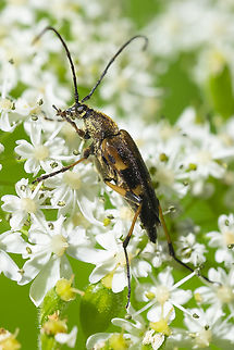 Etorofus obliteratus  Etorofus obliteratus,Geotagged,Summer,United States