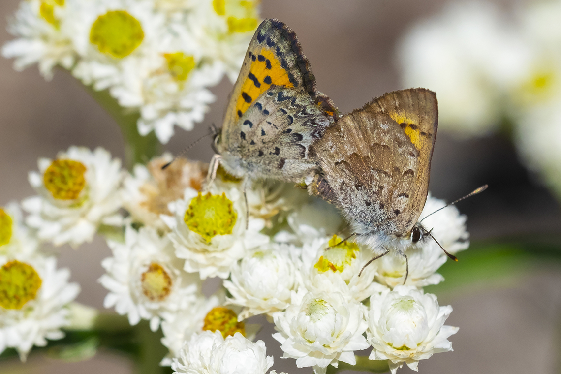 mariposa coppers mating  Geotagged,Lycaena mariposa,Mariposa copper,Summer,United States