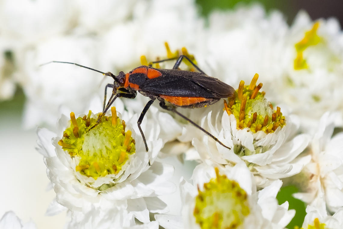 red and black plant bug- Prepops nigripilus  Geotagged,Prepops nigripilus,Summer,United States