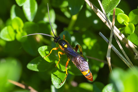 Ichneumon wasp - likely Ichneumon genus very well may be the same species that I found a few weeks ago, very similar Geotagged,Summer,United States