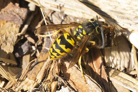 western yellow jacket  Geotagged,Summer,United States,Vespula pensylvanica,Western yellowjacket