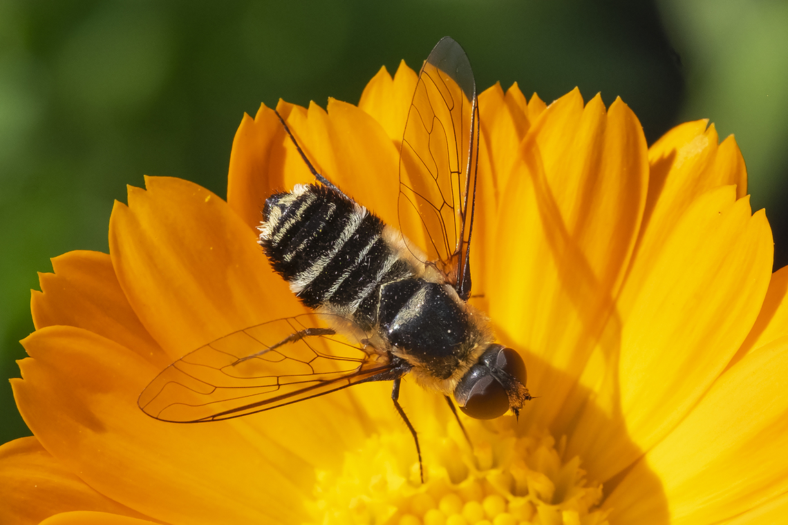 Villa sp. bee fly small Geotagged,Summer,United States