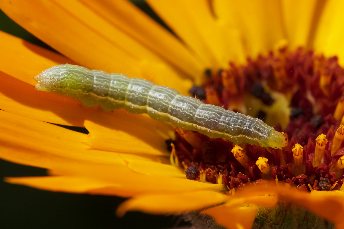 cabbage looper moth caterpillar  Cabbage looper,Geotagged,Summer,Trichoplusia ni,United States