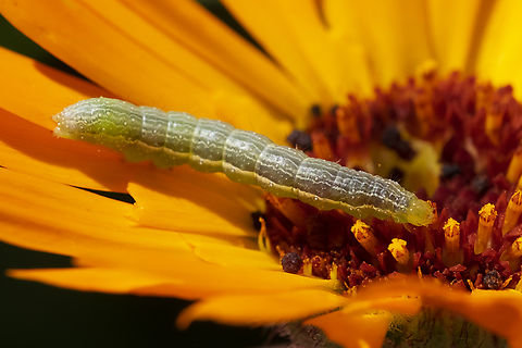 cabbage looper moth caterpillar  Cabbage looper,Geotagged,Summer,Trichoplusia ni,United States