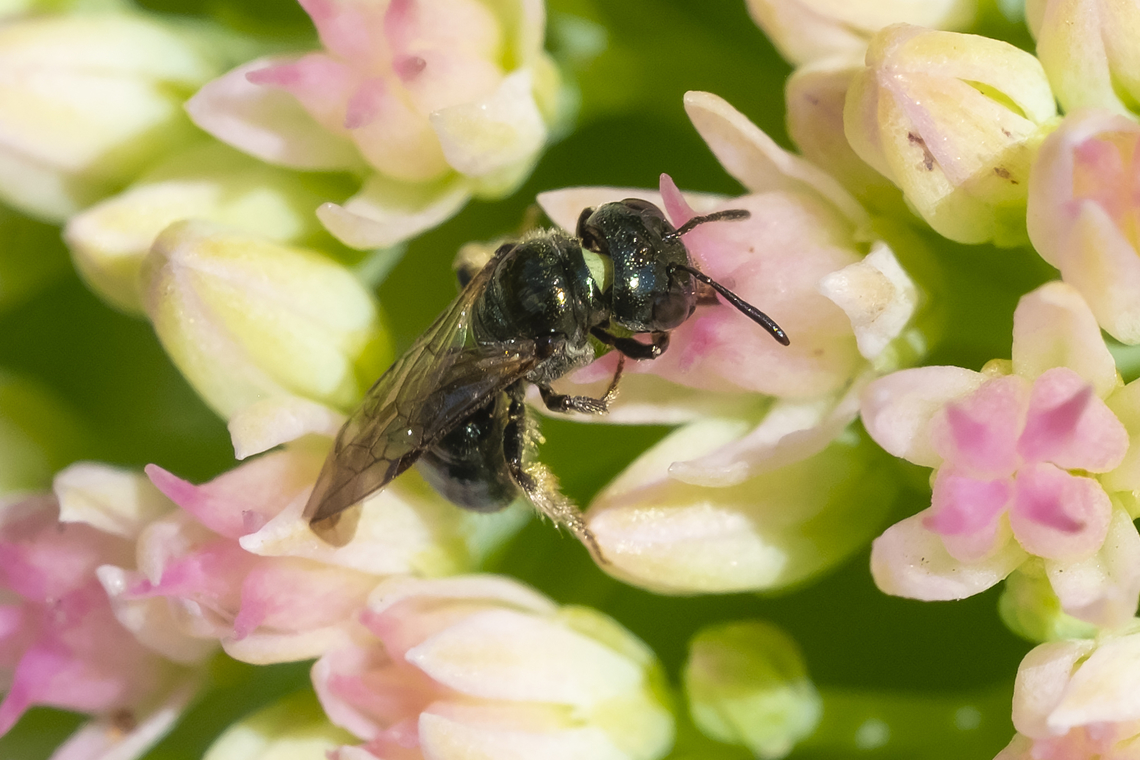 Ceratina sp. bee  Geotagged,Summer,United States